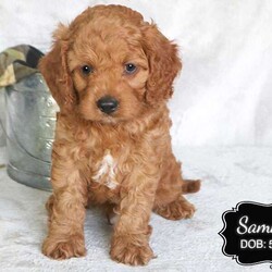 Sammy/Cavapoo									Puppy/Male	/May 20th, 2024,Sammy is a male ruby Cavapoo puppy, born to our pet Cavalier King Charles Spaniel – Snickers. The sire, Tucker, is a miniature poodle. He is family raised on a farm in central Pennsylvania.