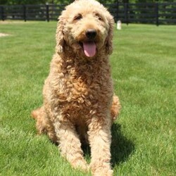 Maggie/Mini Goldendoodle									Puppy/Female	/6 Weeks,Hi! Thank you for taking a look at our Gorgeous F1B Minigoldendoodle Babies!! They are the sweetest,most playful puppies EVER!! Mama is a MiniGoldendoodle and Daddy is a Genetically-Tested(Clear) Mini poodle! These Cutie Pies will be around 25-30lbs full grown! Visit our website or Instagram to catch up on all the fun!!