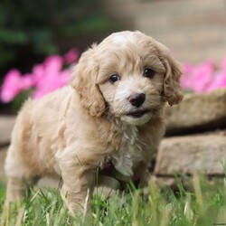 Myles/Cockapoo									Puppy/Male	/7 Weeks,Meet Myles, the gorgeous Cockapoo! He is the perfect blend of Poodle and Cocker Spaniel puppy, with soft curls that bounce with every step he takes. His twinkling eyes mirror the mischief he gets into, and his little tail never stops wagging, spreading joy wherever he goes. With his endearing puppy eyes and a penchant for cuddles, he loves playtime and learning new tricks to impress his favorite humans. With this little one around, every day is a new adventure filled with puppy love and endless tail wags! Momma to this baby is a adorable Cocker Spaniel named Lassie, she is the best momma to her little ones. The dad is named Teddy he loves going on walks and hanging out with his favorite people. Teddy is a darling Poodle that weighs 10lbs. Myles has received the utmost care and attention since day one, he will arrive at his new home with the first veterinary check already complete, microchipped, our one year genetic health guarantee, and current on vaccinations and dewormer. Whether you’re seeking a playful partner for outdoor adventures this summer or a cuddly companion for cozy evenings, our puppy is sure to bring warmth and joy to your home. If you would like to schedule a visit with one of the babies or have any more questions, please give me a call Thanks! Steven Miller 