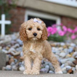 Darla/Cockapoo									Puppy/Female	/8 Weeks,Meet Darla, a gorgeous, Cockapoo! She is one in a million. With silky soft fur, sparkling puppy-dog-eyes and sweet puppy kisses, this little girl will steal your heart from the very first moment you meet her. Playtime and tummy rubs are her favorite and she will always find a way to make you smile with her cute puppy antics. She has been loved and doted on since birth and will be the perfect companion to go everywhere with you! Her mama is a super sweet Cocker Spaniel named Jackie. She is a very friendly and has a lot of energy. Dad is a handsome Poodle named Blaze. He is super friendly and loves the outdoors. This baby will join a forever family with..