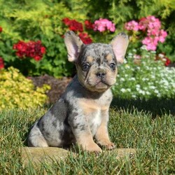 Chase/French Bulldog									Puppy/Male	/May 25th, 2024,Meet Chase, an adorable and sweet French Bulldog puppy! This playful pup is vet checked and up to date on shots and wormer. Chase can be registered with the AKC and comes with a health guarantee provided by the breeder. This wonderful pup is family raised with children and is well socialized. To find out more about Chase, please contact Fannie today!