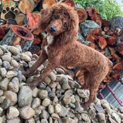 SABAN/Bernedoodle									Puppy/Male	/6 Weeks,LOOK AT ME! LOOK AT MY EYES  THEY ARE PARTLY  BLUE! I’m an F1B HYPOALERGENIC  little ball of fur. Come meet me or I can be transported to your front door for a small additional fee. Text or call for more information. 