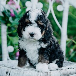 Shiloh/Mini Bernedoodle									Puppy/Female	/7 Weeks,Meet our sweet fur babies who are eager to meet their new family! You will find them very welcoming upon your visit! They have clear health papwrs from our vet, and will up to date on all their dewormings and vaccinations.