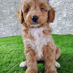 SABAN/Bernedoodle									Puppy/Male	/6 Weeks,LOOK AT ME! LOOK AT MY EYES  THEY ARE PARTLY  BLUE! I’m an F1B HYPOALERGENIC  little ball of fur. Come meet me or I can be transported to your front door for a small additional fee. Text or call for more information. 