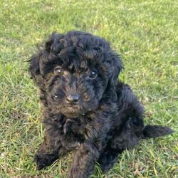 Purebred Toy Poodles/Poodle (Toy)/Female/Younger Than Six Months,2 black female toy poodle puppies available to loving, forever homes. They have been vaccinated, wormed fortnightly, vet checked and microchipped. Both parents have beautiful natures are can be viewed.Our puppies are happy, healthy and confident puppies that have been lovingly raised and well-socialised inside our home with children and other animals. Both have begun the process of toilet training using puppy pads and grass and are learning fast.Serious enquires via TEXT only please.
