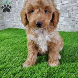 SABAN/Bernedoodle									Puppy/Male	/6 Weeks,LOOK AT ME! LOOK AT MY EYES  THEY ARE PARTLY  BLUE! I’m an F1B HYPOALERGENIC  little ball of fur. Come meet me or I can be transported to your front door for a small additional fee. Text or call for more information. 