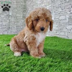 SABAN/Bernedoodle									Puppy/Male	/6 Weeks,LOOK AT ME! LOOK AT MY EYES  THEY ARE PARTLY  BLUE! I’m an F1B HYPOALERGENIC  little ball of fur. Come meet me or I can be transported to your front door for a small additional fee. Text or call for more information. 