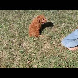 Leo/Toy Poodle									Puppy/Male	/May 18th, 2024,Meet Leo! This kissable Toy Poodle puppy is vet checked & up to date on shots & wormer. He is registered with the ACA, plus comes with a 30 day health guarantee provided by the breeder! Leo is well socialized & currently being family raised with children! If you would like more information on this sweetheart, please contact Michael Zimmerman today!