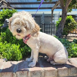 Adopt a dog:Pete/Lhasa Apso/Male/Young,Meet Pete! This little dog was sadly found in horrible condition. He was so matted that the vet did not know if Pete was a boy or girl. He had foxtails imbedded in him that had to be removed under sedation. A kind person rescued him from the streets, took care of all his needs and got him neutered, vaccinated and microchipped! He did stay with his rescuer for a bit under a week and he did fine with the other small to medium sized dogs in the home with him. Despite his experience, he still is a very sweet dog that will enjoy love and cuddles with just a bit of time and gentleness. The vet believes Pete to be about 2 years of age and he currently weighs 24 pounds. He does look to be a Lhasa Apso. Once his coat grows out he will need regular grooming so he will never have to suffer like he did before. $250.00 adoption.

 Please visit our website www.petsnpals.org to learn more about this amazing pet and to see other available dogs and cats.