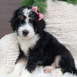 Remy/Bernedoodle									Puppy/Female	/9 Weeks,Meet Remy! She is an adorable and sweet Bernadoodle puppy! She loves cuddles and all the attention! She has been vet checked,and is up to date on vaccines, and deworming. For more information call or text Mary Sue. A $200 deposit will reserve her and is nonrefundable. 