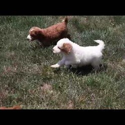 Trixie/Mini Goldendoodle									Puppy/Female	/May 18th, 2024,Say hello to Trixie, a playful F1b Miniature Goldendoodle puppy! She is well-socialized and ready for her forever home. This peppy pooch has been vet checked and is up to date on shots & wormer plus she comes with a 30 day health guarantee provided by the breeder. To learn more about how you can welcome this  loving gal into your heart and home, call the breeder today!