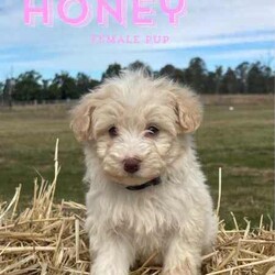 F1 Mini Bordoodle puppies /Poodle (Toy)/Both/Younger Than Six Months,Valleyrose Boredoodles have a litter of 10 gorgeous puppies available for their forever homes 