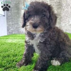 SAMSON/Bernedoodle									Puppy/Male	/6 Weeks,LOOK AT ME! IM a healthy happy friendly fluffy little puppy !I would love to be your friend! I’m an F1B HYPOALERGENIC Little  ball of fur. Come meet me or I can be transported to your front door for a small additional fee. Text or call for more information. 