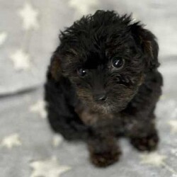 Ready to go now - Teacup Yorkie-poo pups 100% dna clear /Yorkshire Terrier/Both/Younger Than Six Months,BIN0010069095428RPBA memberJust 2 girls now available.White face puppy is a boy - blue beanie - middle size…still tiny…Black face is a girl - pink beanie (a bit longer in the body, a bit wider and shorter to the ground)Black and tan face puppy is a girl - yellow scarf (tiniest…most confident)This breed is so cool…tiny, cute as a button, playful, loving, loyal, clever, water loving, no aggression ever, shaggy floppy teddy bears just waiting to be your best friend. Way better than a cavoodle, groodle, Spoodle or other oodle .Our beautiful purebred yorkshire terrier girl and our gorgeous purebred red tiny teacup toy poodle have welcomed in a litter of first generation Yorkie poo puppies.They are crazy healthy - super tiny, full of beans, chunky, soft, squishy and loving.They are all toilet trained to go on their puppy pads. They have begun doggy door training and crate training for sleeping only.Our pups are given puppy culture training so we expose them early to different scents, sounds and experiences so they’re more resilient and settled with you.Our parents are 100% purebred. They are both 100% dna clear. They both live with us, are our pets and will always do. You are encouraged to meet them with the pups.Our mum breezed through her pregnancy and has been an incredible mum. Pups are fat, happy and so silky. Mum has done an amazing job keeping them full, clean and behaving.BIN0010069095428RPBA memberOur parents must have great personalities - loving, calm, friendly…not barkers, not bitey, not anxious. It helps create pups that have similar temperaments.Pups have been:✅ Given fresh frozen plasma at birth✅ Vet checked✅ Microchipped✅ Vaccinated✅ Wormed (fortnightly from 2 weeks old)Pups come with…✅ 6 weeks free puppy insurance✅ Soft crate (litter scented) to travel and sleep in✅ Baby blanket (litter scented)✅ Cuddle toy (litter scented)✅ Bag of Royal Canin Mini Puppy food✅ Digital thermometer✅ Microchip online transfer fee done and paid✅ 10 week wormer dose done✅ Vaccination schedule and passport✅ Puppy booklet explaining everything we’ve done with your pup so far and everything we recommend you do moving forward plus it has grooming and training tips, recipes and more.✅ 24/7 lifetime support and adviceMum is 100% no shed as is dad.Before enquiring we ask that you are sure you are ready to give one of our pups a home for their lifetime. Please also ensure you have permission from real estates, partners, parents etc before enquiring.We need to know about your life and the life you would offer our babies to make sure we match.Please message ******** 004 if interested in our fur babies. REVEAL_DETAILS 