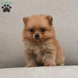 Georgia/Pomeranian									Puppy/Female	/6 Weeks,To contact the breeder about this puppy, click on the “View Breeder Info” tab above.