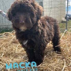 F1 Mini Bordoodle puppies /Poodle (Toy)/Both/Younger Than Six Months,Valleyrose Boredoodles have a litter of 10 gorgeous puppies available for their forever homes 