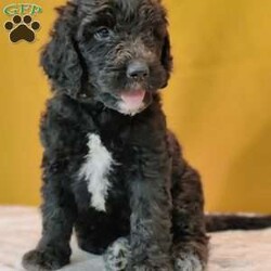 Eclipse/Goldendoodle									Puppy/Female	/May 21st, 2024,Eclipse is a sweet, slightly shy puppy. She’s likely going to be a very loyal companion to the one who chooses her as his/her very own best furry friend. She’s up to date on deworming and vaccinations, Vet checked with a Health Certificate and comes with a One Year Health Guarantee.