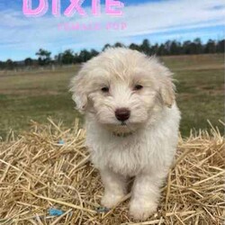 F1 Mini Bordoodle puppies /Poodle (Toy)/Both/Younger Than Six Months,Valleyrose Boredoodles have a litter of 10 gorgeous puppies available for their forever homes 