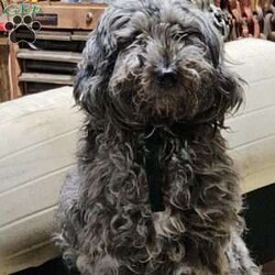 SAMSON/Bernedoodle									Puppy/Male	/6 Weeks,LOOK AT ME! IM a healthy happy friendly fluffy little puppy !I would love to be your friend! I’m an F1B HYPOALERGENIC Little  ball of fur. Come meet me or I can be transported to your front door for a small additional fee. Text or call for more information. 