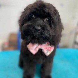 Tiny F1b Toy Cavoodles DNA clear avail 27/7/Poodle (Toy)/Both/Younger Than Six Months,Our teeny tiny F1b Toy Cavoodles are ready for their furever homes.Our beautiful babies are raised and loved on within our home.Nelly (mum) is our gorgeous 1st generation Cavoodle furbaby - Milo (dad) is a stud chocolate toy poodle.Puppies are well socialised and are used to children and other animals.They are 8 weeks old (27/7) - we encourage visits (FaceTime ect if not local)Puppy’s have been vet checked, chipped and their first vax.Puppies are DNA clear.Boy $1500 (SOLD)Pink girl $2000 (SOLD)Green girl $2000 (SOLD)Purple girl $2000Chocolate girl $3000 (SOLD)Happy to answer any questions via email or mobile phone.We are located in Tamworth NSW.