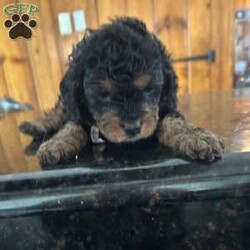 Sasha/Cavapoo									Puppy/Female	/5 Weeks,Meet Sasha, a fluffy, adorable Cavapoo. She is family raised and very friendly.  Contact us today to learn more!