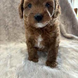 Toy poodle cross pup/Poodle (Toy)/Male/Younger Than Six Months,ShoodleNon-sheddingDNA clearMum (5kg) is a shoodle and Dad (2.5kg) is a toy poodle. 1 male pup available. Has been wormed at 2,4 and 6 weeks, as well as had his first vaccination and has been microchipped. Born on the 21st of May and will be ready his home from the 16th of July.