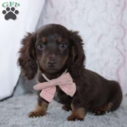 Unity/Dachshund									Puppy/Female	/8 Weeks,To contact the breeder about this puppy, click on the “View Breeder Info” tab above.