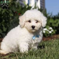 Victor/Bichon Frise									Puppy/Male	/8 Weeks,Introducing Victor, the sweetest ACA Bichon Frise who is ready to bring endless joy and love into your life! With his fluffy white coat and cheerful personality, Victor is the perfect little companion. Victor is full of energy and loves to explore his surroundings. Bichon Frises are known for their friendly and gentle nature, making them great with kids and other pets. Victor is always ready for an adventure, whether it’s a walk in the park or a play session in the backyard. Victor is eager to find his forever home where he can share his love and bring smiles to all the people around him.