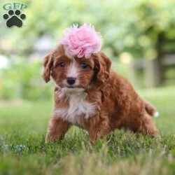 Flower/Cavapoo									Puppy/Female	/6 Weeks,Flower is the definition of “pawsitively” delightful! She’s an adorable Cavapoo baby, always ready to brighten your day with her playful antics. This little gal is incredibly affectionate, and loves snuggles, making her the perfect cuddle buddy. Her friendly nature and boundless energy will keep you entertained, and her loyalty will warm your heart. Don’t miss out on a lifetime of an endless amount of puppy kisses and love, she will grow to be a darling teddy bear.