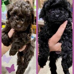 Tiny F1b Toy Cavoodles DNA clear avail 27/7/Poodle (Toy)/Both/Younger Than Six Months,Our teeny tiny F1b Toy Cavoodles are ready for their furever homes.Our beautiful babies are raised and loved on within our home.Nelly (mum) is our gorgeous 1st generation Cavoodle furbaby - Milo (dad) is a stud chocolate toy poodle.Puppies are well socialised and are used to children and other animals.They are 8 weeks old (27/7) - we encourage visits (FaceTime ect if not local)Puppy’s have been vet checked, chipped and their first vax.Puppies are DNA clear.Boy $1500 (SOLD)Pink girl $2000 (SOLD)Green girl $2000 (SOLD)Purple girl $2000Chocolate girl $3000 (SOLD)Happy to answer any questions via email or mobile phone.We are located in Tamworth NSW.