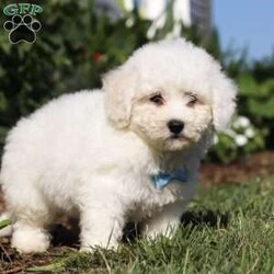 Victor/Bichon Frise									Puppy/Male	/8 Weeks,Introducing Victor, the sweetest ACA Bichon Frise who is ready to bring endless joy and love into your life! With his fluffy white coat and cheerful personality, Victor is the perfect little companion. Victor is full of energy and loves to explore his surroundings. Bichon Frises are known for their friendly and gentle nature, making them great with kids and other pets. Victor is always ready for an adventure, whether it’s a walk in the park or a play session in the backyard. Victor is eager to find his forever home where he can share his love and bring smiles to all the people around him.