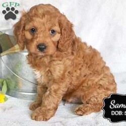 Sammy/Cavapoo									Puppy/Male	/May 20th, 2024,Sammy is a male ruby Cavapoo puppy, born to our pet Cavalier King Charles Spaniel – Snickers. The sire, Tucker, is a miniature poodle. He is family raised on a farm in central Pennsylvania.