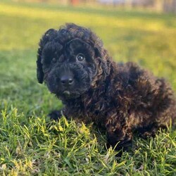 Purebred Toy Poodles/Poodle (Toy)/Female/Younger Than Six Months,2 black female toy poodle puppies available to loving, forever homes. They have been vaccinated, wormed fortnightly, vet checked and microchipped. Both parents have beautiful natures are can be viewed.Our puppies are happy, healthy and confident puppies that have been lovingly raised and well-socialised inside our home with children and other animals. Both have begun the process of toilet training using puppy pads and grass and are learning fast.Serious enquires via TEXT only please.