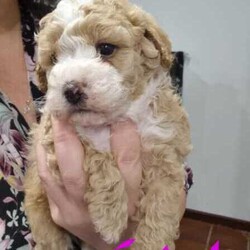 Toy poodle cross Maltese shih tzu ( shmoodle )/Maltese Shih Tzu/Both/Younger Than Six Months,I have a gorgeous litter of shmoodle puppies, They were born on the 9/06/24 and will be ready to go adter the 4th of agust. Shmoodle puppies are of a Maltese shihtzu Mother a pure bred toy poodle father. This breed are known for their quite and well behaved loving nature, this is a very popular breed for the whole family. Toy in size ranging from 4 kilos to 6 kilos. This gorgeous breed won't shed any hair, coat ranges from curly to straight hair. I have some reds with white markings and some apricots and cream.I'm a small breeder in Adelaide. My family pets are 2 shmoodle girls willow and pocket and 2 cavalier King Charles blenheim girl called baby and A Ruby girl called rosy, our gorgeous stud boy called Milo, red in color with very soft curly coat. I'm a fully accredited and registered breeder DACO140178 and also a member of RPBA 265As a registered breeder in SA we prioritize the health and well-being of our dogs and puppies, We provide a safe and clean environment with ample of space for the puppies to play in my home, they are loved, handled and played everyday by my children myself family and friends, our fur babies are part of our family and live in my home, no kennels or dog farm.