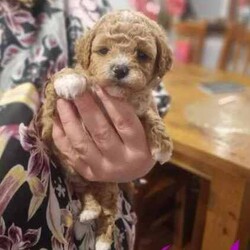 Toy poodle cross Maltese shih tzu ( shmoodle )/Maltese Shih Tzu/Both/Younger Than Six Months,I have a gorgeous litter of shmoodle puppies, They were born on the 9/06/24 and will be ready to go adter the 4th of agust. Shmoodle puppies are of a Maltese shihtzu Mother a pure bred toy poodle father. This breed are known for their quite and well behaved loving nature, this is a very popular breed for the whole family. Toy in size ranging from 4 kilos to 6 kilos. This gorgeous breed won't shed any hair, coat ranges from curly to straight hair. I have some reds with white markings and some apricots and cream.I'm a small breeder in Adelaide. My family pets are 2 shmoodle girls willow and pocket and 2 cavalier King Charles blenheim girl called baby and A Ruby girl called rosy, our gorgeous stud boy called Milo, red in color with very soft curly coat. I'm a fully accredited and registered breeder DACO140178 and also a member of RPBA 265As a registered breeder in SA we prioritize the health and well-being of our dogs and puppies, We provide a safe and clean environment with ample of space for the puppies to play in my home, they are loved, handled and played everyday by my children myself family and friends, our fur babies are part of our family and live in my home, no kennels or dog farm.