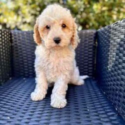 Handsome Cockapoo male puppies fleece coats /Poodle (Toy)/Male/Younger Than Six Months,An exceptional litter of Cockapoo male puppies born on the 18/05/24 and are ready for their new homes from 13/05/24PLEASE LEAVE A NUMBER IF INTERESTEDPic 1 and 2 boy 1Pic 3 and 4 boy 2We encourage you read the full advertisement prior to yourThese pups are very suited to an apartment life style provided they are exercised .This exceptional litter has 3 males-that-will weigh in at 7-10kg at adulthoodCockapoos are a x between a toy poodle and a cocker spanielThese puppies have beenVet checked ✅Microchipped ✅Wormed ✅Vaccinated ✅THESE PUPPIES COME WITHMicrochip and Vaccination Cerificate ✅1 year genetic health guarantee ✅Puppy Pack ✅1 x Blanket with mum and sibling scent ✅2 x bowls food and water ✅1x Toy ✅1 x packet of food to start you off with ✅4-8 week free pet insurance is available on line by most insurers this is available for all and not a gift from advertisers ✅They are available not desexed but we highly encourage you to do soWe can recommend our Vet that works with us for the best rates and safest procedures .Puppies prices are not negotiableAnd serious inquires are urgedLeave your name and number via gumtree and I will get back to you .We are registered with Rpba 2116Similar size to Cavoodle poodle Maltese x shitzu Moodles and cavaliers and spoodle