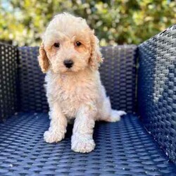 Handsome Cockapoo male puppies fleece coats /Poodle (Toy)/Male/Younger Than Six Months,An exceptional litter of Cockapoo male puppies born on the 18/05/24 and are ready for their new homes from 13/05/24PLEASE LEAVE A NUMBER IF INTERESTEDPic 1 and 2 boy 1Pic 3 and 4 boy 2We encourage you read the full advertisement prior to yourThese pups are very suited to an apartment life style provided they are exercised .This exceptional litter has 3 males-that-will weigh in at 7-10kg at adulthoodCockapoos are a x between a toy poodle and a cocker spanielThese puppies have beenVet checked ✅Microchipped ✅Wormed ✅Vaccinated ✅THESE PUPPIES COME WITHMicrochip and Vaccination Cerificate ✅1 year genetic health guarantee ✅Puppy Pack ✅1 x Blanket with mum and sibling scent ✅2 x bowls food and water ✅1x Toy ✅1 x packet of food to start you off with ✅4-8 week free pet insurance is available on line by most insurers this is available for all and not a gift from advertisers ✅They are available not desexed but we highly encourage you to do soWe can recommend our Vet that works with us for the best rates and safest procedures .Puppies prices are not negotiableAnd serious inquires are urgedLeave your name and number via gumtree and I will get back to you .We are registered with Rpba 2116Similar size to Cavoodle poodle Maltese x shitzu Moodles and cavaliers and spoodle