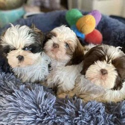 Shih Tzu Puppies /Shih Tzu/Both/Younger Than Six Months,All have very beautiful calm nature, raised in a loving family , handled and cuddles 
