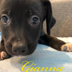 Adopt a dog:Gianna/Labrador Retriever/Female/Baby,Meet Gianna. 
Hello there! I am Gianna, a friendly, loyal, and funny puppy who is looking for a forever home. 
I am still a baby dog so I have a lot of energy and I love to play. 
I love to run around and explore. I am very athletic and curious. I am affectionate and love to give kisses to my favourite humans. 
I am also a smart girl and I am able to learn new tricks very quickly. 
I love my human friends and I love spending time with them. 
I have a lot of love to give and I am sure that you will love me too. I cannot wait to find my forever home and meet my new family.

Gianna has had age appropriate vaccinations and will be spayed and microchipped before adoption. 

Gianna is currently being fostered in Texas but available to transport to approved adopter in the Midwest, Northeast and Canada. 

Adoption fee includes vaccinations, Spay/Neuter,  microchip, deworming, transport and vet/documentation requirements in preparation for transport. 

You can find my form 