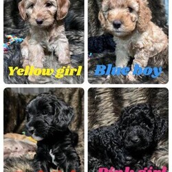 Cockapoos ready to leave now/Cockapoo/Mixed Litter/8 weeks,Update purple/ orange girl green boy has been secured

My beautiful coco has had her litter of puppies her and all 7 babies are doing really well

Puppies dob 25th may and are ready to leave at 8 weeks on the 20th
July

Mum is a cockapoo and dad is a Yorkiepoo
I believe this makes puppies corkiepoos
I have both mum and dad and have done since both were puppies both lovely nature good with children dogs cats horses chicken

Viewings welcome with both parents I also have dads mum and dad here Yorkshire terrier and toy poodle