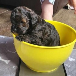 Lhasapoo puppies due to leave 22nd july REDUCED!!!!/Lhasapoo/Mixed Litter/8 weeks,All puppies now sold 


Boy sold
Apricot girl sold

Only 1 girl left

Licenced breeder with Warrington Borough Council BR30 Boy now sold!! Beautiful Lhasapoo puppies for sale from Masies first litter. We have 2 girls and 1 boy which consist of black boy apricot girl and black and brown girl. Perfect breed if you have allergies as these are non malting. You can see mum with puppies and we also have Maisies sister and and their mum. Pups brought up in family home with everyday noises. Have cuddles and played with daily and are used to being handled by adults and our grandchildren. Pups will be microchipped and vet checked before leaving. They will also come with 6 weeks free insurance, dog bed, toys, food and information pack £100 non refundable deposit secures your pup. Viewings now taking place.

Due to leave 22nd July 2024