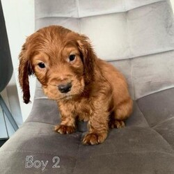 Adopt a dog:Stunning KC Ginger Cocker spaniel puppies ready now/Cocker spaniel/Mixed Litter/8 weeks,Stunning kc register golden cocker spaniel pups ready now viewings can be done to get in touch for more information or if you have any questions ??

Kc registered?
Microchiped?
Health checked?
Flead?
Wormed?

£700 each

Boy 1 - Ginger & White
Boy 2 - Solid Ginger
Girl 1 - Ginger & White
Girl 2 - Ginger & white
Girl 3 - Ginger & White


Hi there, I have got these beautiful baby cocker spaniels they are so cuddly.
They have been raised on the best food and a lot of love they are extremely friendly always wanting attention.
They are use to other dogs as there are a few in the house that play together to help socialise them
They will leave me microchiped and health checked, they have also been wormed and flead.
They are Currently eating puppy dry food and drinking water absolutely amazing. I’m trying to now train them to wee in the garden and we are doing extremely well so far. Accidents are expected as still young but fast learners!

I do welcome viewings any questions do feel free to drop me a message Im trying to get the best homes I can possibly get for these I do wish I could keep all as they are just so beautiful and cuddly
They are always getting fussed with by children & so use to loud noises
Viewing and collection is in Shrewsbury ??