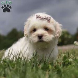 Candy/Teddy Bear									Puppy/Female	/6 Weeks,Say hello to Candy, the most adorable Shichon pup with a heart as big as her fluffy coat! This little bundle of joy is ready to fill your home with love, laughter, and endless cuddles. With her expressive eyes and charming personality, she is sure to win your heart. Shichons are known for their friendly and loving nature, making them the perfect companion for families and individuals alike. She loves to be pampered and will happily follow you around, always ready for a snuggle or a game. She is waiting to meet her forever family who will shower her with love and care.