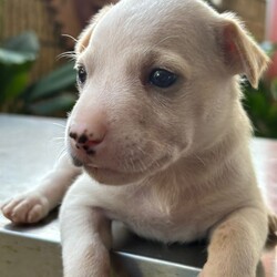 Adopt a dog:Peanut/Chihuahua/Male/Baby,Meet Peanut, a tiny 2-pound bundle of joy believed to be a Chihuahua and Labrador mix. 

Peanut and his siblings—four brothers and one sister—were rescued from the streets of Puerto Rico, where their mother, a 25-pound street dog, lovingly cared for them. 

Peanut is expected to grow into a charming 25-30-pound adult. This sweet little pup is already making great strides in potty training and continues to bring endless love and happiness to his new home.

Peanut is up to date on vaccinations and preventatives. While he is too young to be neutered yet, Justice for Paws covers the cost of neuter when age appropriate.

If you are interested in adoption please apply here: https://docs.google.com/forms/d/e/1FAIpQLSdpim1E0YG4jxPssJnQjE6pov633nAhk77K29LU0npah5ZByQ/viewform