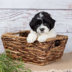 Mairi/Teddy Bear									Puppy/Female	/6 Weeks,Are you ready to welcome a new puppy into your family? Mairi is a cute and cuddly Teddy Bear puppy! Up to date on shots & wormer , vet checked, Family raised and is socialized with kids.  If you want to learn more about Mairi to see how to make this sweet pup yours, please call paw Tale Puppies  today.