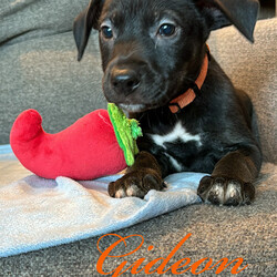 Adopt a dog:Gideon/Labrador Retriever/Male/Baby,Meet Gideon

Hello there! I am Gideon, a friendly, loyal, and funny puppy who is looking for a forever home.
I am still a baby dog so I have a lot of energy and I love to play.
I love to run around and explore. I am very athletic and curious. I am affectionate and love to give kisses to my favourite humans.
I am also a smart boy and I am able to learn new tricks very quickly.
I love my human friends and I love spending time with them.
I have a lot of love to give and I am sure that you will love me too. I cannot wait to find my forever home and meet my new family.

Gideon has had age appropriate vaccinations and will be neutered and microchipped before adoption.

Gideon is currently being fostered in Texas but available to transport to approved adopter in the Midwest, Northeast and Canada.

Adoption fee includes vaccinations, Spay/Neuter, microchip, deworming, transport and vet/documentation requirements in preparation for transport. 

You can find my form 