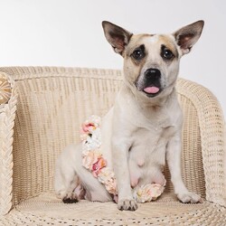 Adopt a dog:Merlot/Mixed Breed/Male/Baby,Merlot and his siblings were born on May 6th, 2024.

Merlot's Mom was found super pregnant wandering the streets as a stray. Lucky for them their foster Mom saw her and couldn't let her give birth on the harsh Houston Streets.

Merlot and all his siblings were born in a loving foster home and are now ready for their forever homes. We expect them to be on the smaller side since their Mom is only 19 pounds, but of course we don't know who Dad is so anything is possible. It is part of the fun of adopting a rescue pup. The last picture is Merlot's Mom during her maternity photo shoot.

These babies are so incredibly adorable and we can't wait to find them the best forever homes.

Merlot is being fostered in Houston Texas, but is available for adoption many places around the country.