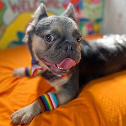 Adopt a dog:Corneliu/French Bulldog/Male/Adult,Bonjour! My name is Corneliu Robertus, and I'm a charming 1-year-old Frenchie searching for my furever home!

I recently found myself at The Milk Drunk Foundation after being surrendered by a breeder. Let me tell you, snuggles and belly rubs are way more fun than whatever that life was!

I'm a total sweetheart with a heart (and snorts) of gold. I get along swimmingly with other furry friends, so whether you have a feline roommate or a playful pup pack, I'm happy to join the crew!

My ideal day involves playtime with squeaky toys, long naps in sunbeams, and showering my humans with wet kisses.  

If you're looking for a cuddly companion with a mischievous side, then look no further!    

I promise to bring endless laughter, loyalty, and enough Frenchie charm to melt your heart.