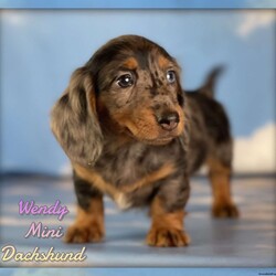 Wendy/Dachshund									Puppy/Female	/12 Weeks,Hey There, My name is Wendy! I am a very beautiful female ACA Mini Dachshund puppy! I was born on April 23rd, 2024. I am looking for my new family, could that be with you? If you choose me I will come home to you with my vaccinations and deworming up to date and I will also be ACA Registered. If you think that I am the perfect pup for your family, then please call or text to find out more information about me!