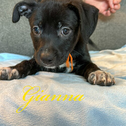 Adopt a dog:Gianna/Labrador Retriever/Female/Baby,Meet Gianna. 
Hello there! I am Gianna, a friendly, loyal, and funny puppy who is looking for a forever home. 
I am still a baby dog so I have a lot of energy and I love to play. 
I love to run around and explore. I am very athletic and curious. I am affectionate and love to give kisses to my favourite humans. 
I am also a smart girl and I am able to learn new tricks very quickly. 
I love my human friends and I love spending time with them. 
I have a lot of love to give and I am sure that you will love me too. I cannot wait to find my forever home and meet my new family.

Gianna has had age appropriate vaccinations and will be spayed and microchipped before adoption. 

Gianna is currently being fostered in Texas but available to transport to approved adopter in the Midwest, Northeast and Canada. 

Adoption fee includes vaccinations, Spay/Neuter,  microchip, deworming, transport and vet/documentation requirements in preparation for transport. 

You can find my form 